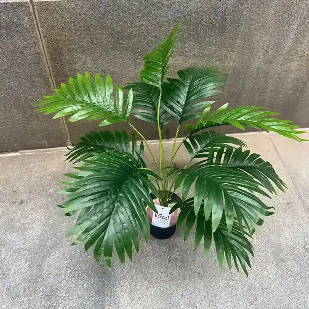PALM PLANT (2)