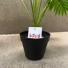 PALM PLANT (3)