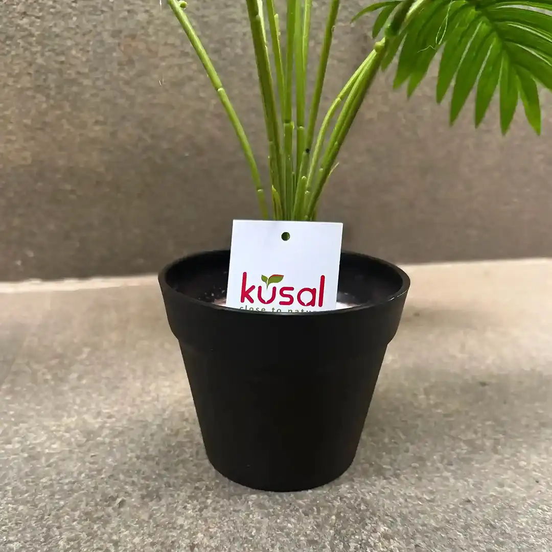 PALM PLANT (3)