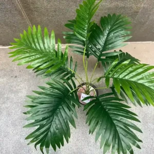 PALM PLANT