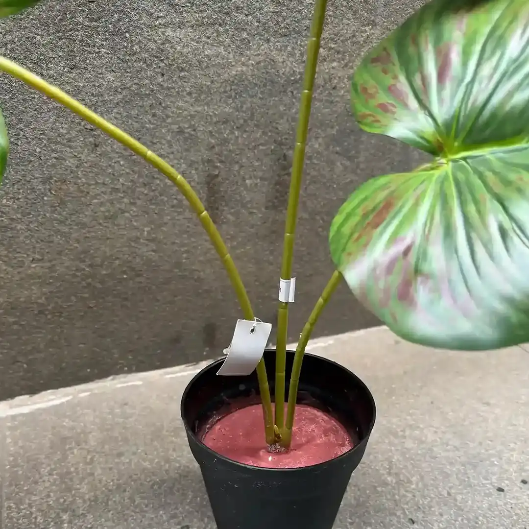 PHILO BORNEO PLANT-A (2)