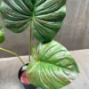 PHILO BORNEO PLANT-A (3)