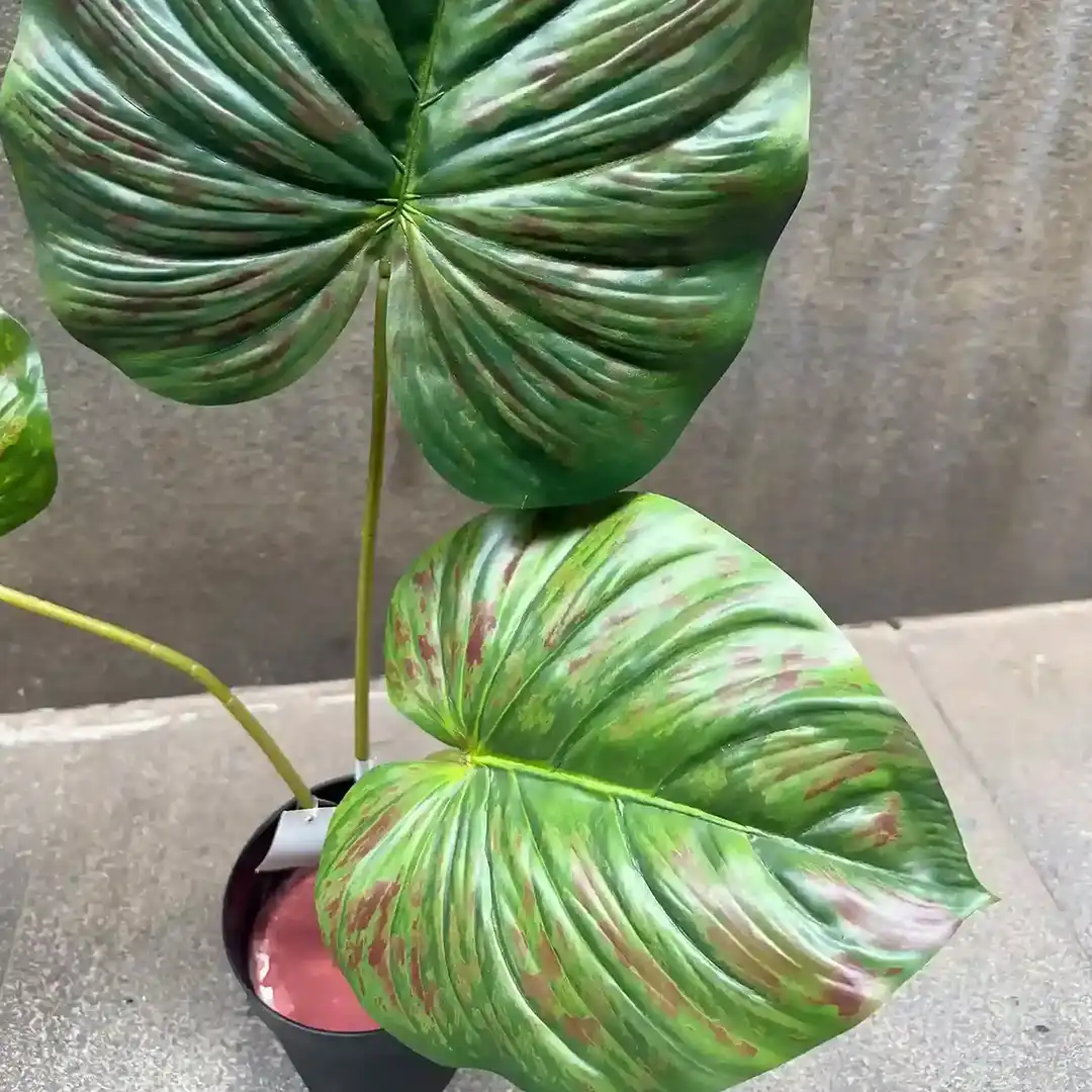 PHILO BORNEO PLANT-A (3)