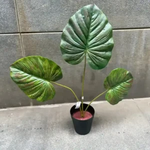 PHILO BORNEO PLANT-A