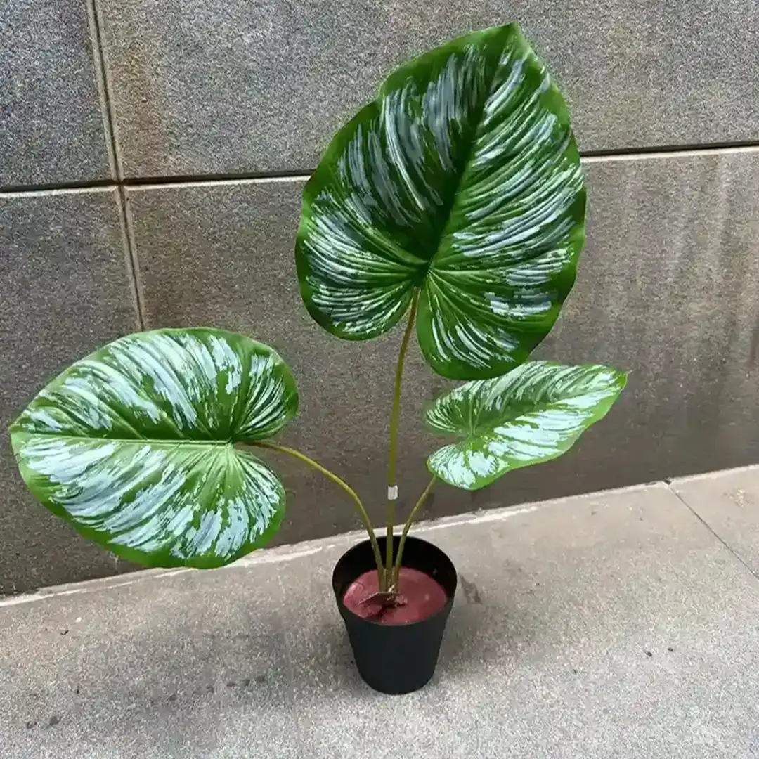 PHILO BORNEO PLANT-B