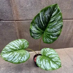PHILO BORNEO PLANT-B