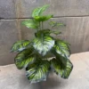 PHILO LINE PLANT