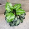 PHILO LINE PLANT 24 Leaves (2)