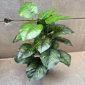 PHILO LINE PLANT 24 Leaves