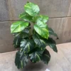 POTHOS PLANT (2)