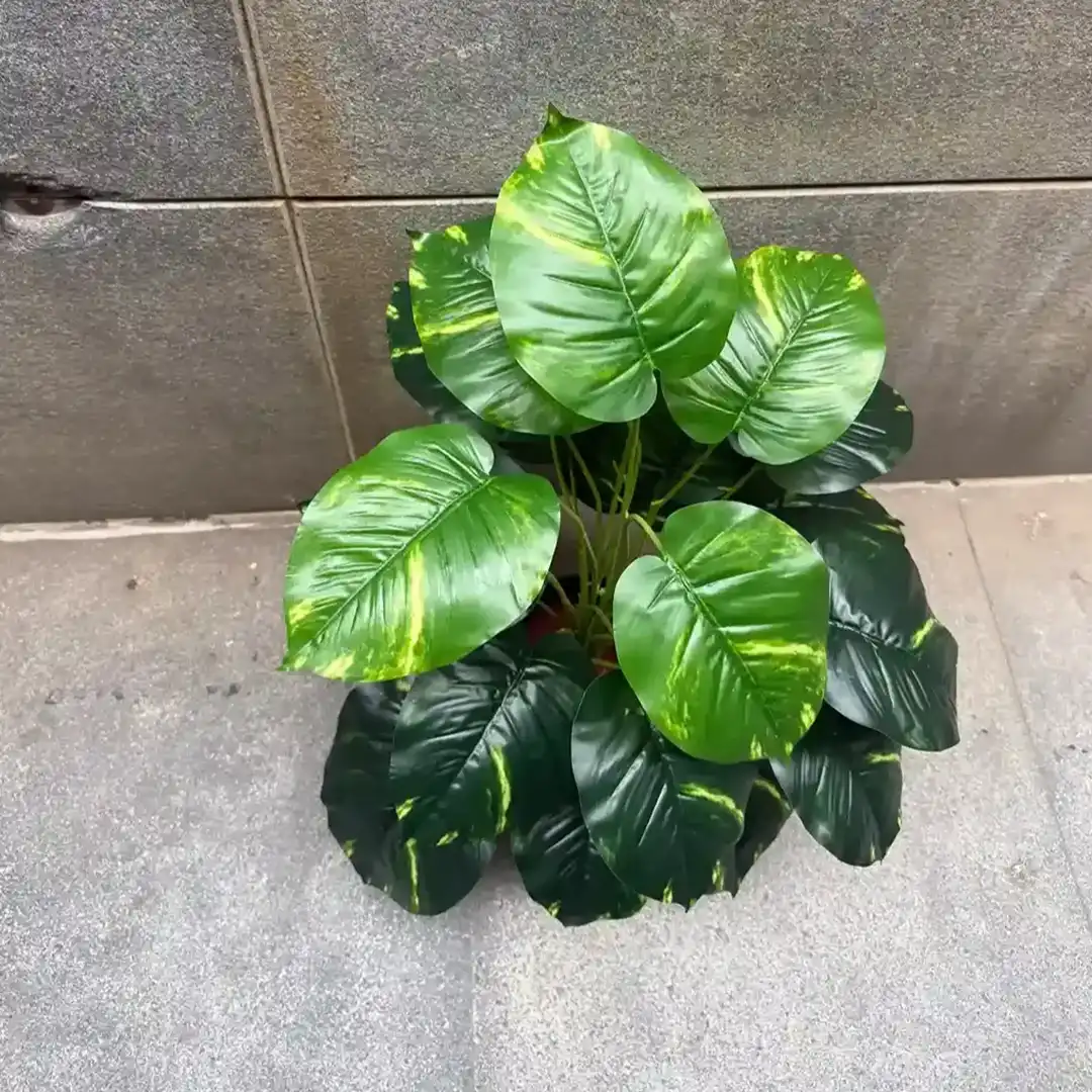 POTHOS - Image 3