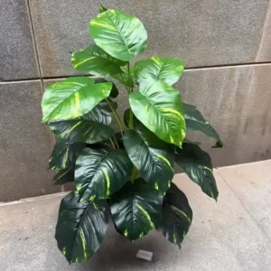 POTHOS PLANT