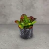 Adenium Succulent Dual color 1