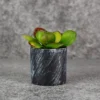 Adenium Succulent Dual color