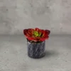 Adenium Succulent Dual color 2