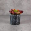 Adenium Succulent Dual color 2