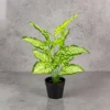 Aglonema Green Plan
