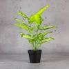 Aglonema Green Plant with 12 Lvs Height -1.5 ft