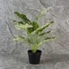 Aglonema Pink & white Dalmation Plant with 12 Lvs
