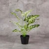 Aglonema White & Green Plant with 12 Lvs