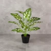 Aglonema White & Green Plant with 12 Lvs