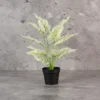 Aglonema white Plant with 12 Lvs Height -1.5 ft
