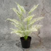 Aglonema white Plant with 12Lvs Height -1.5 ft