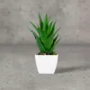 Aloe exuberant Succulant L.G