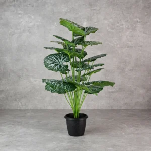 Begonia Plant 18 Lvs Height -2 ft