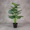 Begonia Plant 18 Lvs Height -2 ft