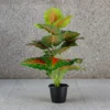 Caladium Plant 18 Lvs Height -2 ft KYS-201F