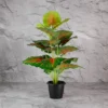 Caladium Plant 18 Lvs Height -2 ft KYS-201F