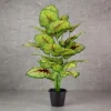 Caladium Red Queen Plant 24 Lvs Height -2.5 ft KYS-265B