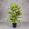 Caladium Red Queen Plant 24 Lvs Height -2.5 ft KYS-265B