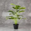 Calatheas Plant with 18 Lvs Height -2 ft