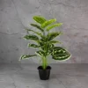 Calatheas Plant with 18 Lvs