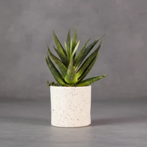 Coral Aloe with Pot