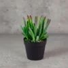 Corsican Succulent 2 in 1 Arrangement
