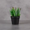 Corsican Succulent Arrangement