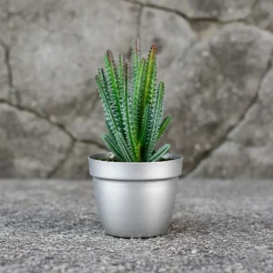 Corsican Succulent LG