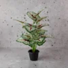 Diffenbachia V.G Plant
