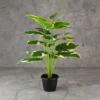 Diffenbachia V.G Plant 18 Lvs Height -2 ft