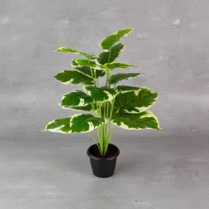 Diffenbachia V.G Plant 18 Lvs Height -2 ft KPL-201J