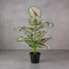 Diffenbachia V.G Plant 18 Lvs Height -2 ft KYS-201H