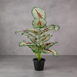 Diffenbachia V.G Plant 18 Lvs Height -2 ft KYS-201H