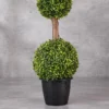 Green Ball Plant with Natural Nilgiri Stem Height 3 feet