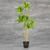 Hawaiian Dracina Plant Green Height-3ft KPLYS-2003GR