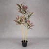 Hawaiian Dracina Plant Pink Height-3ft KPLYS-2003P