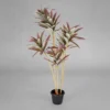Hawaiian Dracina Plant Pink Height-3ft KPLYS-2003P