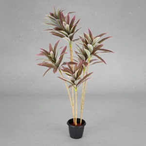 Hawaiian Dracina Plant Pink Height-3ft KPLYS-2003P